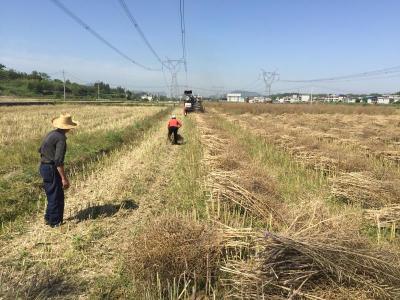 马桥镇万亩油菜收割忙