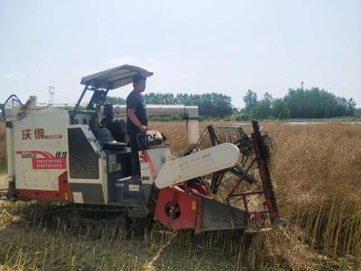 推广“345”技术模式，提高油菜种植效益