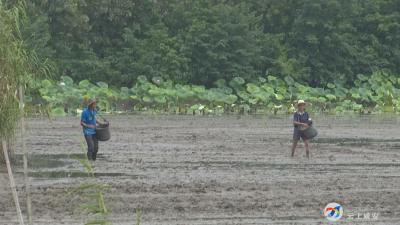 向阳湖镇：抢抓农时改补种 生产自救降损失