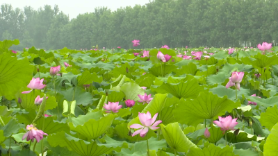 “向阳湖莲子”通过国家地理标志农产品称号