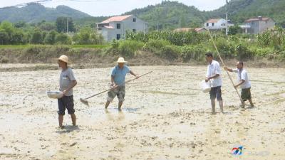 区农业农村局组织种植大户开展灾后生产自救