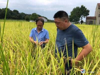 咸安新增再生稻15000亩 为粮食安全添保障