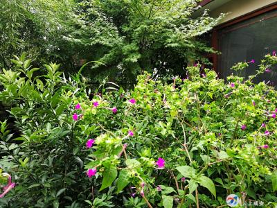 浮山办事处集中开展爱国卫生运动