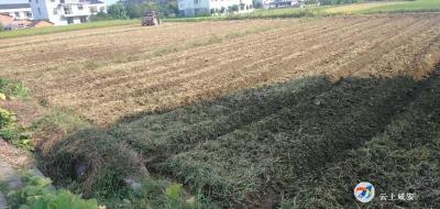 马桥镇抓实抓细秋冬播生产