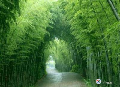 星星竹海多了一个旅游项目——捡栗