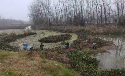 咸安区滨湖港徐胡段水葫芦打捞完成