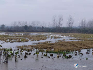 向阳湖湿地公园：邀请省专家实地调研 探索破解人鸟争地的难题 