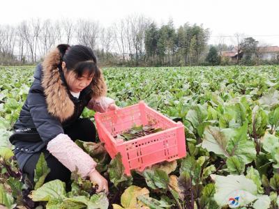 能人回乡种菜苔，点亮脱贫小康路 高桥王旭村：千亩菜苔俏销记