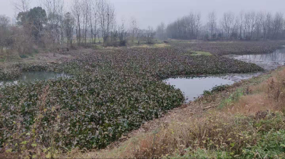 咸安区滨湖港徐胡段水葫芦打捞完成