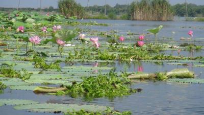 农业农村部水蕨、野藕、野菱原生境保护区落户咸安