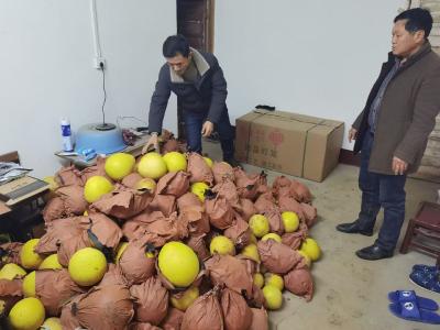 【长江云】急！咸安双溪桥镇5000斤柚子盼销路，帮帮他们！