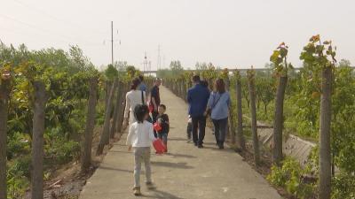 乡村振兴看咸安——“农庄”带动生态游和乡村游