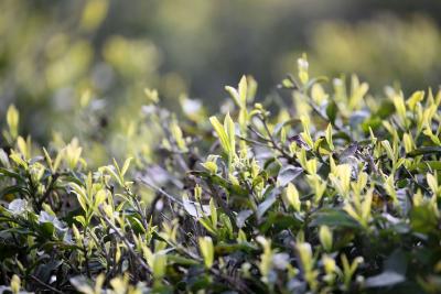 【长江云】V视丨小小一片叶 助力乡村振兴