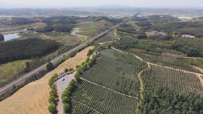 乡村振兴看咸安——汀泗桥镇：茶产业托起乡村振兴梦