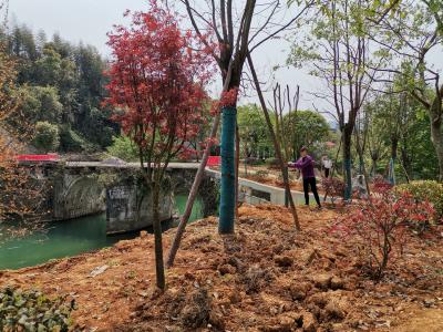 ​桂花镇：启动淦河“十里画廊”建设