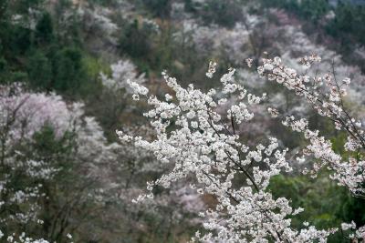 【长江云】咸安：乡村振兴的蝶变思路