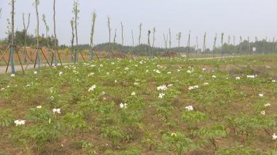 乡村振兴看咸安——双溪桥镇：中药百草园 百姓聚宝盆