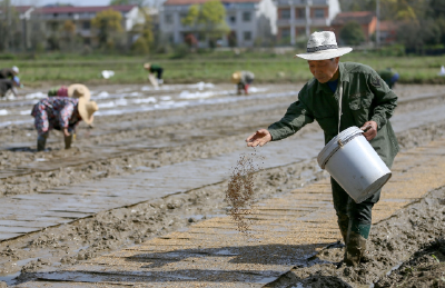 【学习强国】湖北咸安：不负春光抢农时 早稻育秧忙