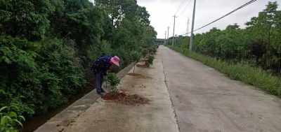 贺胜桥镇桃林村植绿树 美丽村湾靓起来