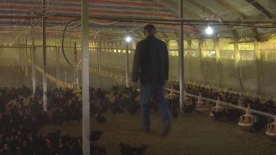 贺胜温氏：“养鸡产业链”助百姓圆“乡村振兴梦”