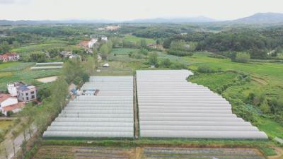 横沟桥镇：瓜果飘香带富一方百姓