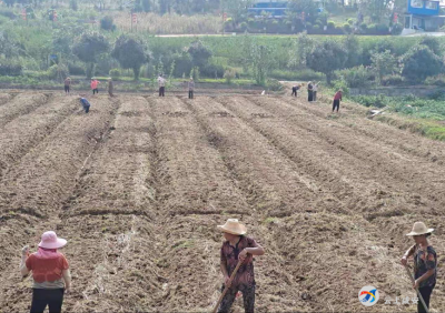 马桥镇：秋冬生产进行时 热火朝天育苗忙