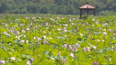 【乡村振兴看咸安】向阳湖镇：7000亩香莲进入采摘期 荷美莲香绘制丰收图景