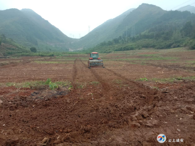 桂花镇：大力抓好秋冬播  油菜育苗抢农时