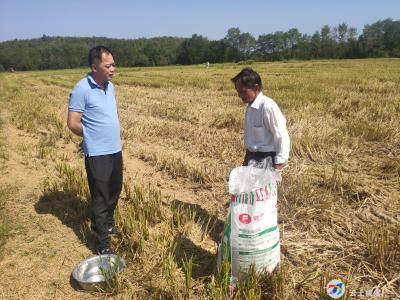 抢种油菜 抗旱保收