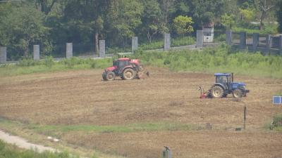 抢抓农时：适墒播种 秋播油菜育苗忙