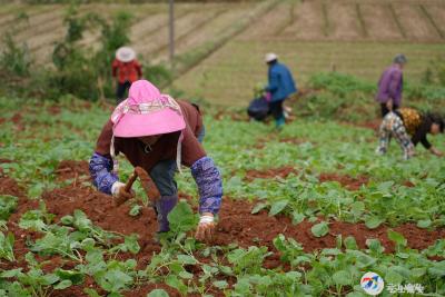 咸安：秋雨绵绵润山田，油菜移栽正当时