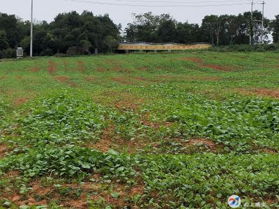 “油”光异彩，“菜”花似锦！待到花期至，我们来咸安看看