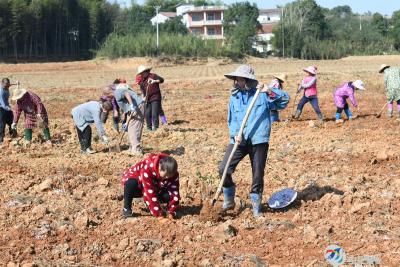 咸宁打造金银花基地，拓宽农民致富路