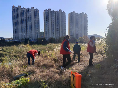 围剿“加拿大一枝黄花” 盘泗洲社区在行动