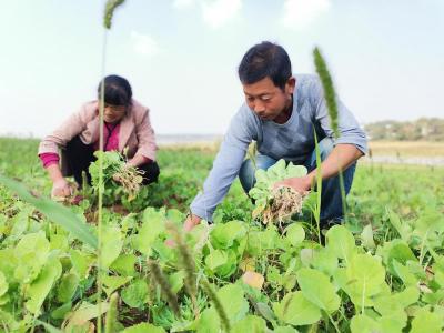 咸安区委组织部驻村工作队集育油菜苗赠农户保秋播