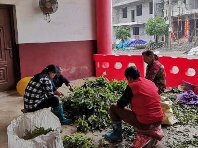  陈爱云：大户带小户  共植“摇钱树”