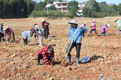 打造金银花基地，拓宽农民致富路