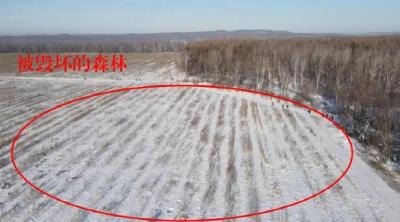 中央环保督察组：黑龙江一林企毁林种参1.6万余亩