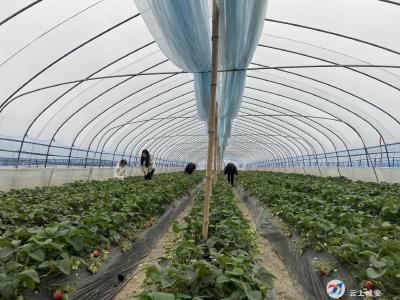 又是一年草莓季！温泉城郊草莓迎来采摘期