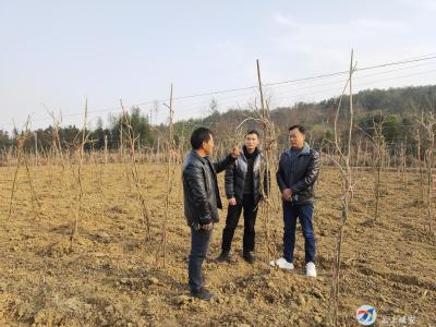 官埠桥镇：群雁高飞头雁领
