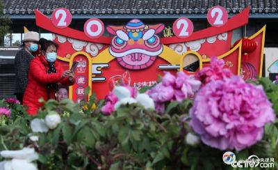 昆明：牡丹花开迎新春