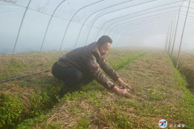 新春走基层③ | 求助！抢“鲜”上市！销路不稳 愁坏菇农