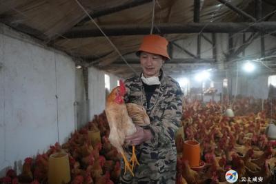 新春走基层⑮|鄢劲松：“养鸡场”里追逐幸福生活