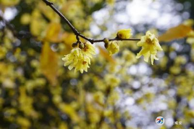 二十四节气，邂逅咸宁四季