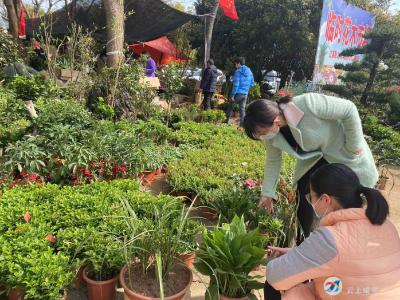 植树添绿正当时 苗木市场购销旺