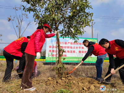 双溪桥镇：植树造绿，助力乡村振兴