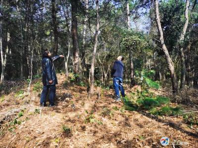 向阳湖镇扎实开展林长制工作