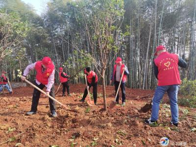 植桂添香全覆盖 3年植桂15万株 咸安：125个乡村变“香村”