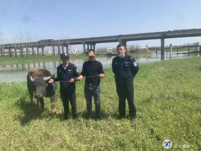 村民家中老黄牛深陷泥塘 咸安村辅紧急救援