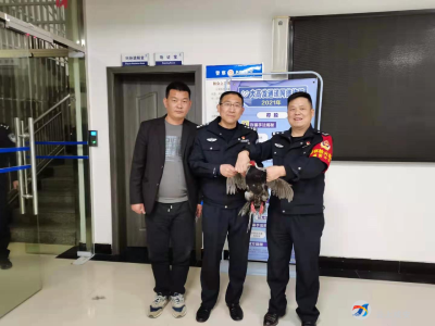 马桥镇：家中飞入“林中仙”  警民携手放归还